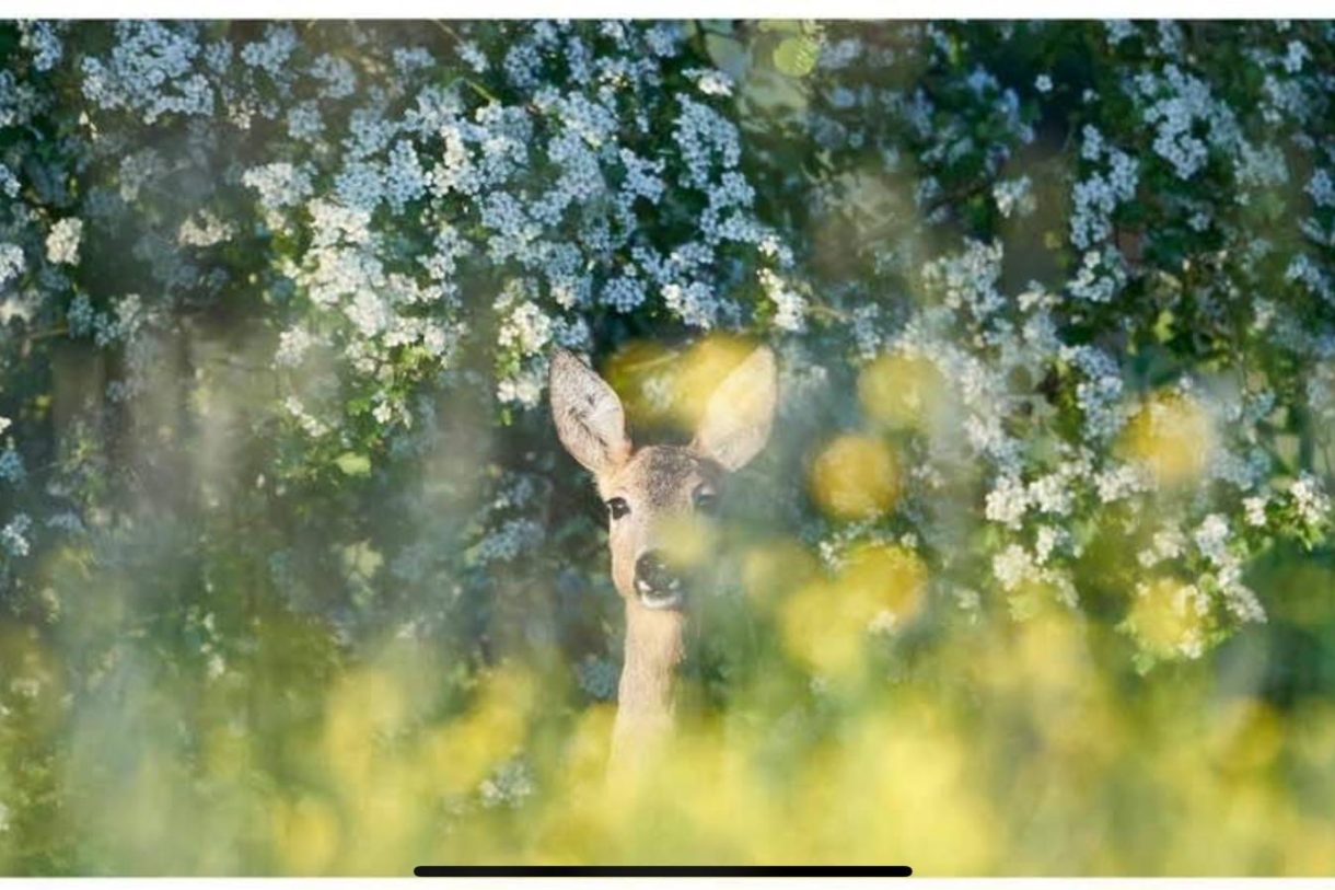 Te koop: Foto Woonhuis aan de Carolieweg 2 in Zevenhuizen