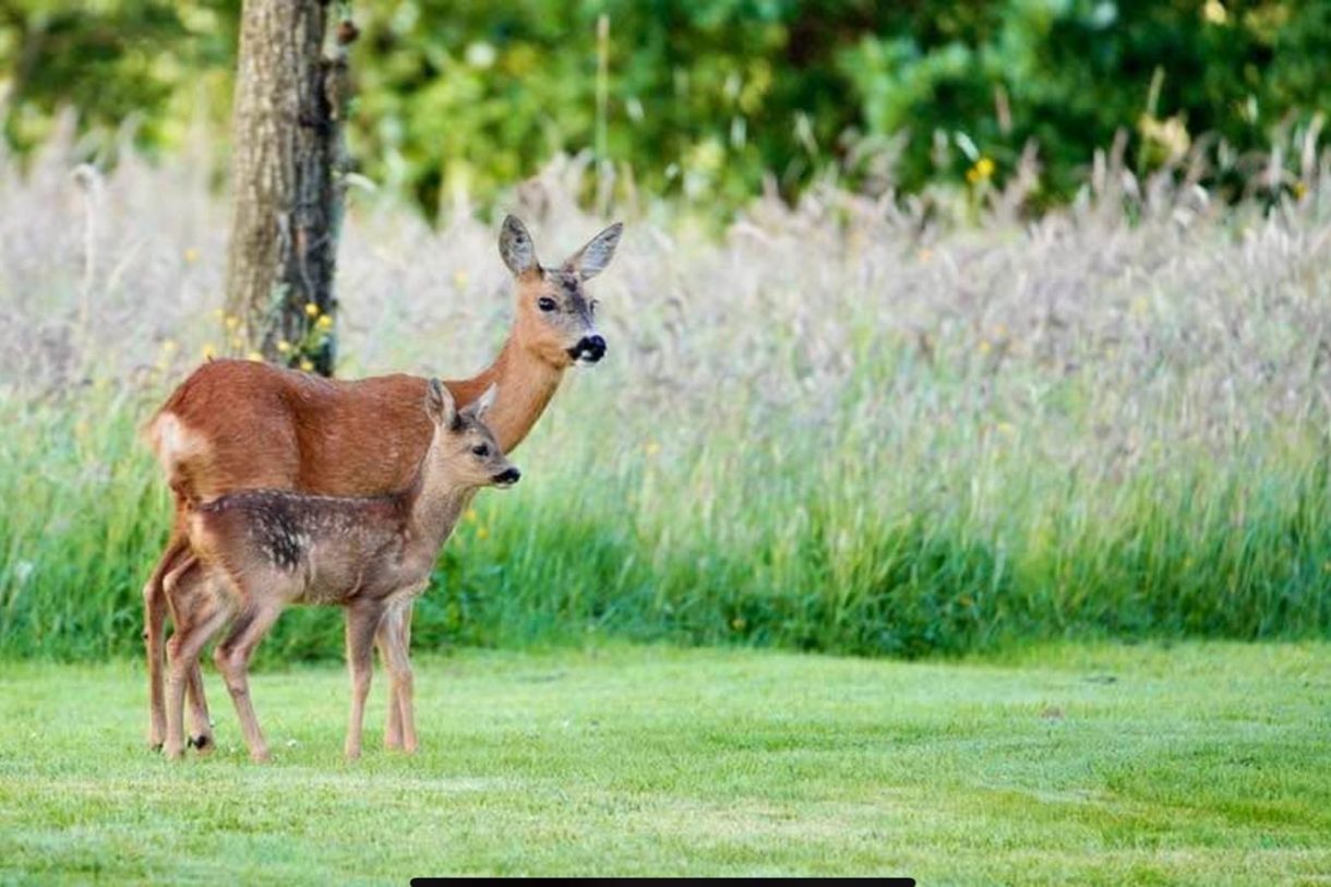 Te koop: Foto Woonhuis aan de Carolieweg 2 in Zevenhuizen
