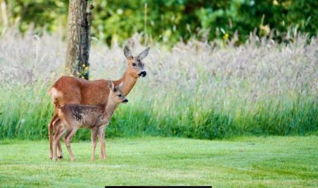 Te koop: Foto Woonhuis aan de Carolieweg 2 in Zevenhuizen