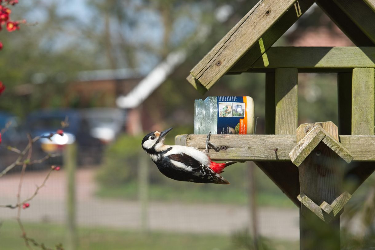 Te koop: Foto Woonhuis aan de de Ring 31 in Leutingewolde